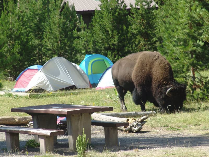 Yellowstone's Can't-Miss Camping Spots - Outdoor Overnights